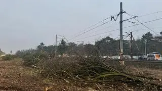 Wycinka w okolicy stacji Warszawa Miedzeszyn 