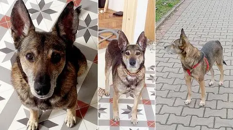 Tego psa szuka całe miasto. "Poruszamy niebo i ziemię, żeby go znaleźć"