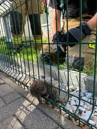 Jeż utknął w ogrodzeniu 