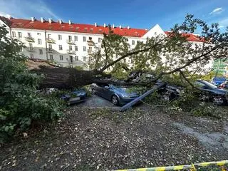 Drzewo uszkodziło sieć trakcyjną i auta