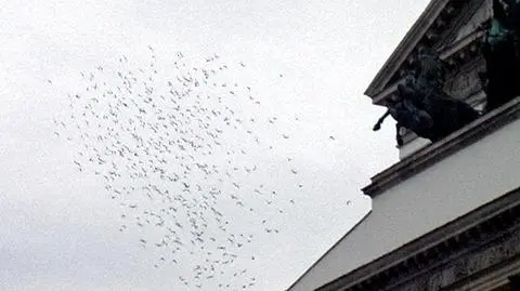800 gołębi wyleciało z Warszawy