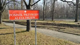 Zniszczony trawnik przy pomniku przyrody