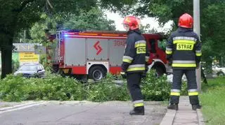 Wycinka drzewa na ulicy Jagiellońskiej