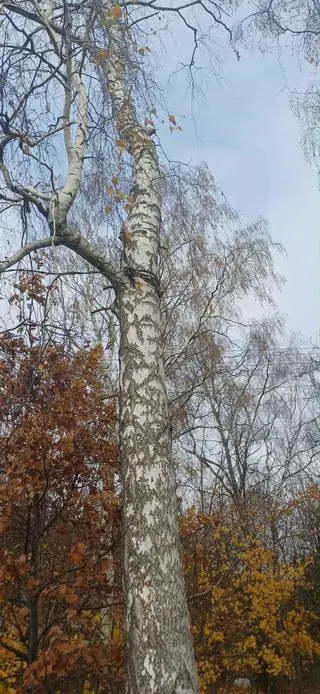 Wypadek podczas wycinki w Ciepielewie