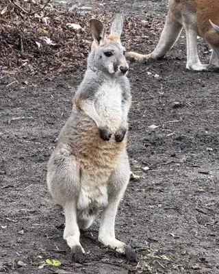 Na świat przyszło w sumie aż pięć kangurów rudych