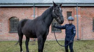 Nowe konie w służbie stołecznej policji