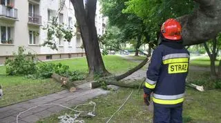 Złamany konar na Mokotowie 