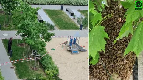 Rój pszczół osiedlił się na klonie przy placu zabaw