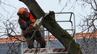 Przebudowa Arkuszowej i Estrady wiąże się z wycinką