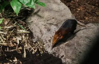 Sorkonos zamieszkał w stołecznym zoo