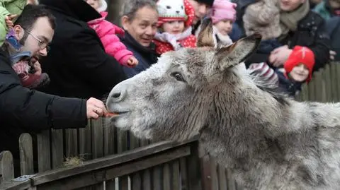 W kolejce do żywej szopki