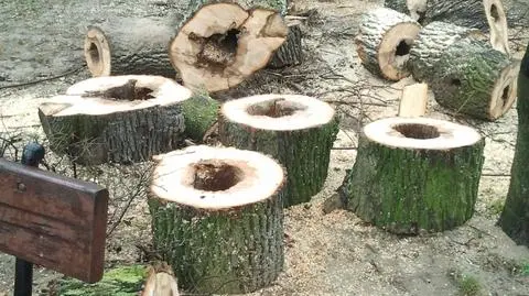 "Ogród Krasińskich to nie rezerwat". Projektanci bronią wycinki