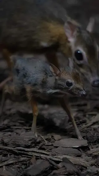 Myszojeleń przyszedł na świat w Warszawskim Zoo