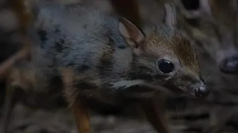 Myszojeleń przyszedł na świat w Warszawskim Zoo