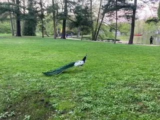 Śródmiejscy policjanci zawieźli pawia do Łazienek Królewskich