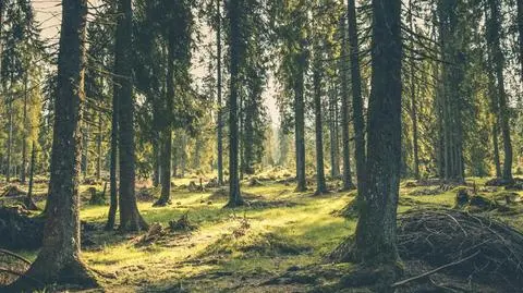 Zakaz wstępu do lasów w dwóch gminach. Rządowy alert