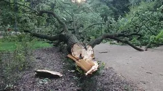 Połamane drzewa w Ogrodzie Krasińskich 