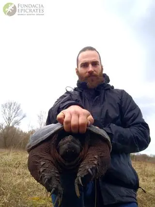 Żółw jaszczurowaty złapany pod Warszawą