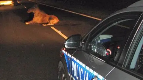 Łoś na drodze może być zagrożeniem