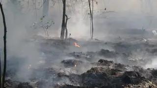 Pożar lasu na Bielanach