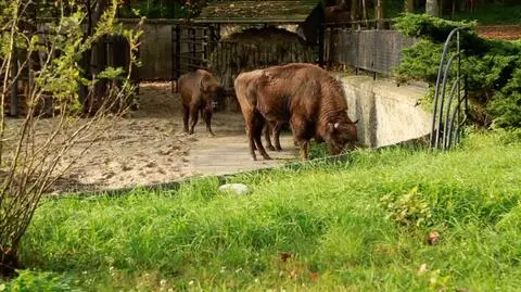 "Miewają swoje humory i problemy, trzeba na nie uważać"