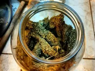 Policjanci zlikwidowali trzy nielegalne plantacje marihuany