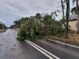 Powalone drzewo na Izbickiej