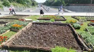 Sadzenie warzyw w ogrodzie na placu Na Rozdrożu