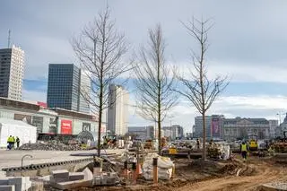 Nasadzenia na placu Centralnym 