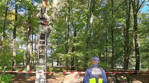 Groźne owady przejęły budkę dla ptaków