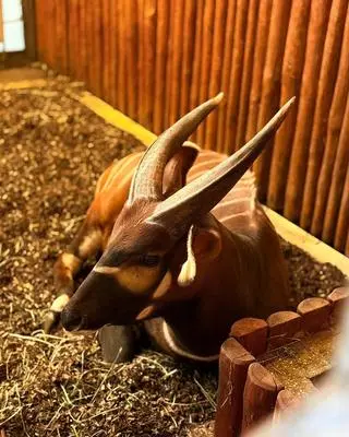 Matayo to nowy mieszkaniec stołecznego zoo