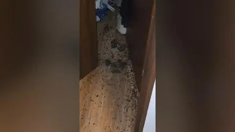 "Dywan" z prusaków, w mieszkaniu stos śmieci