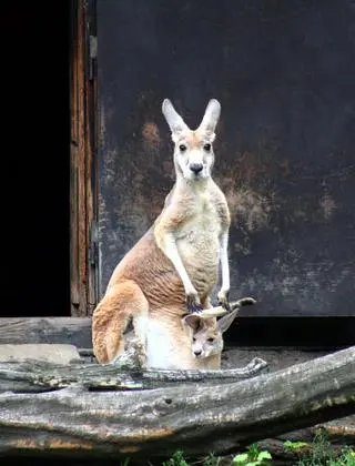 Kangurzątko w warszawskim zoo