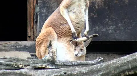Kangurzątko w warszawskim zoo