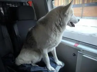 Psem zaopiekowali się policjanci