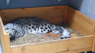 Narodziny irbisa śnieżnego w warszawskim zoo