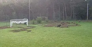 Dziki uszkodziły boisko klubu Advit Wiązowna