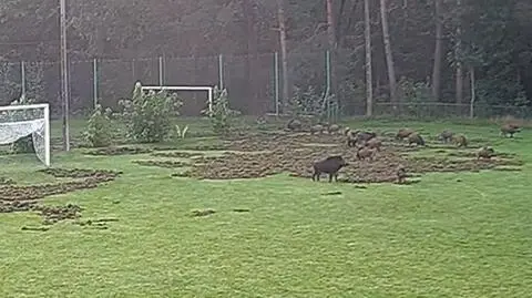 Dziki uszkodziły boisko klubu Advit Wiązowna