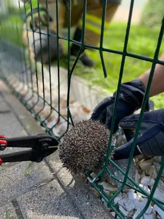 Jeż utknął w ogrodzeniu 