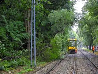 Gałęzie zablokowały przejazd dla tramwajów 