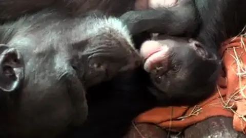 Mały szympans w objęciach mamy