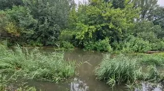 Podwyższony poziom wody w Potoku Służewieckim 