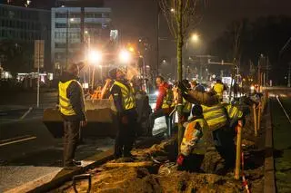 Sadzenie drzew wzdłuż torowiska na Marszałkowskiej
