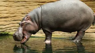 Tak wyglądały 40. urodziny najstarszego hipopotama nilowego w Polsce w Warszawskim Zoo
