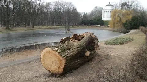 Wycięli dwie wierzby z Saskiego. Przegrały z agresywnym hubiakiem