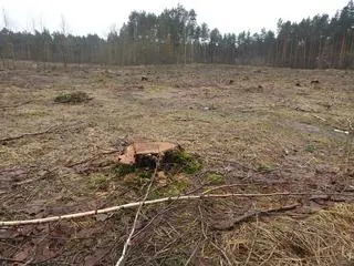 Wycinka na terenie Leśnictwa Zbójna Góra