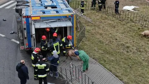 Ciężarówka ze świniami wywróciła się na rondzie