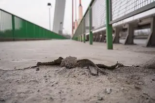 Przetarg na remont ciągów pieszo-rowerowych na moście Siekierkowskim 