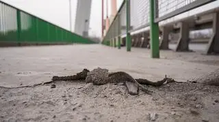 Duży remont na moście Siekierkowskim. Za 20 milionów złotych