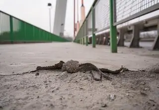 Duży remont na moście Siekierkowskim. Za 20 milionów złotych